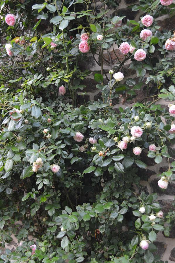 鲁杜门讷住宿加早餐旅馆 Les Iffs 外观 照片